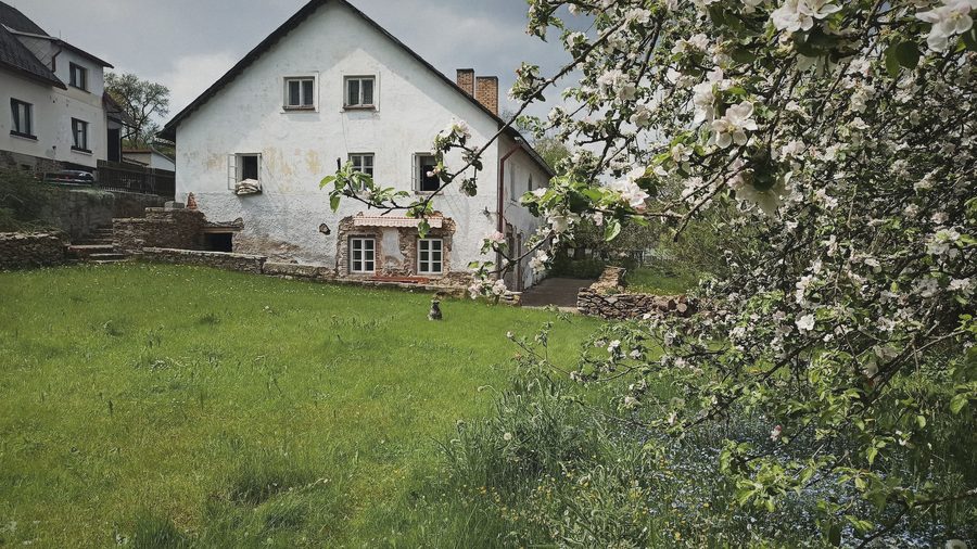 Chalupa za kvetoucími větvemi jabloně, před ní trávník