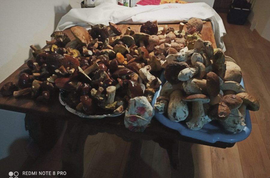 Stůl plný nasbíraných hřibů a dalších hub